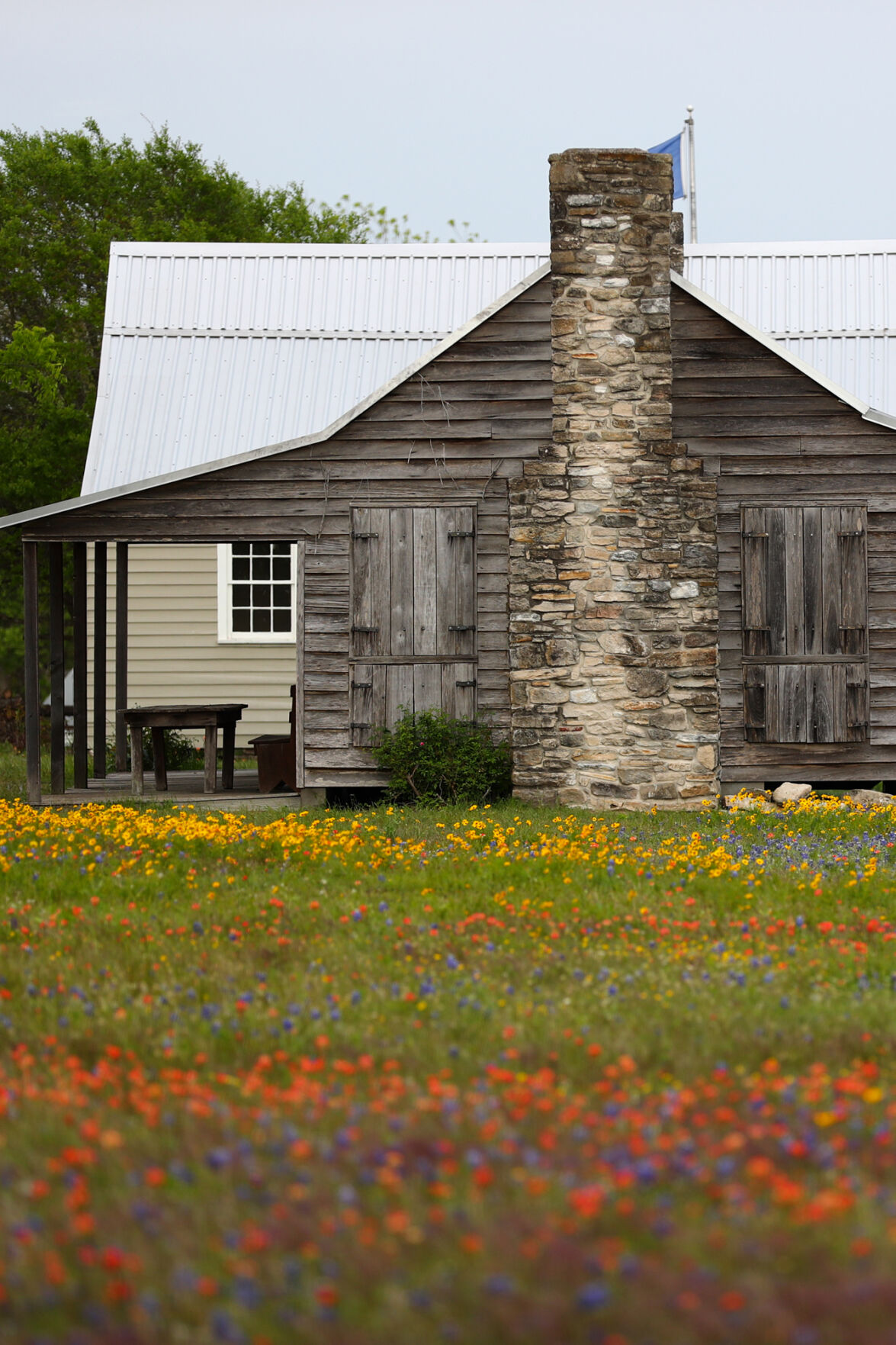 Brazos Valley Wildflowers